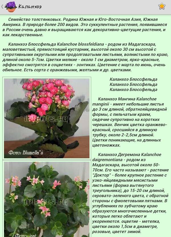 Каланхоэ уход в домашних условиях полив обрезка и размножение