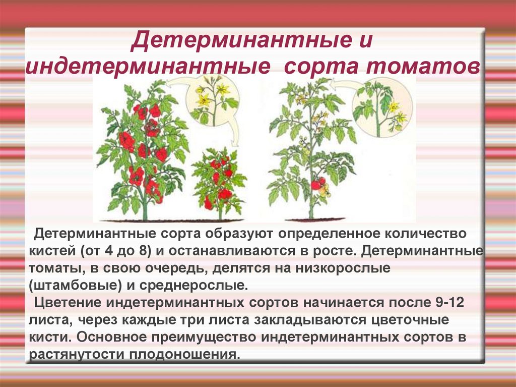 Томаты для юга россии жароустойчивые на 2024 год: подходящие сорта, подробное описание и фото, советы по выращиванию
