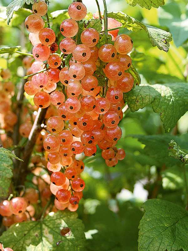 Смородина альпийская (ribes alpinum): фото и описание, размножение подвида шмидт (schmidt)