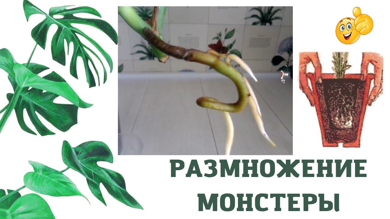 Как выращивать монстеру в домашних условиях