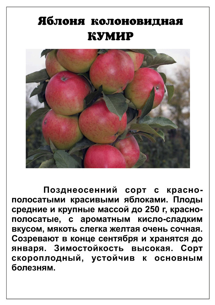 Яблоня punakaneli описание сорта - у дачки