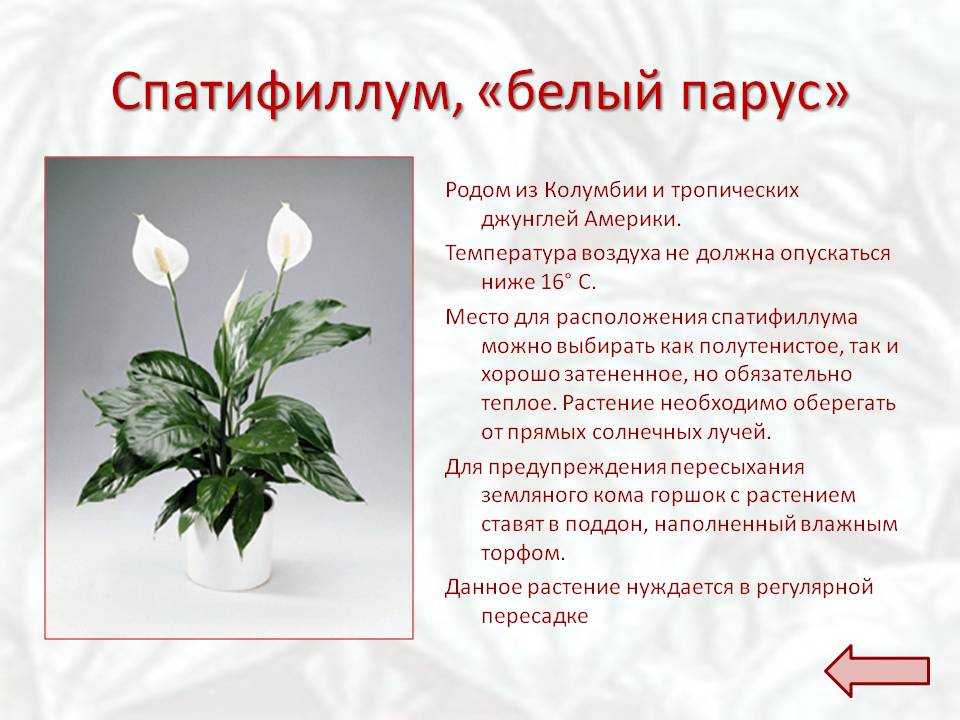 Спатифиллум (цветок женское счастье): уход в домашних условиях, приметы, почему желтеют и сохнут листья