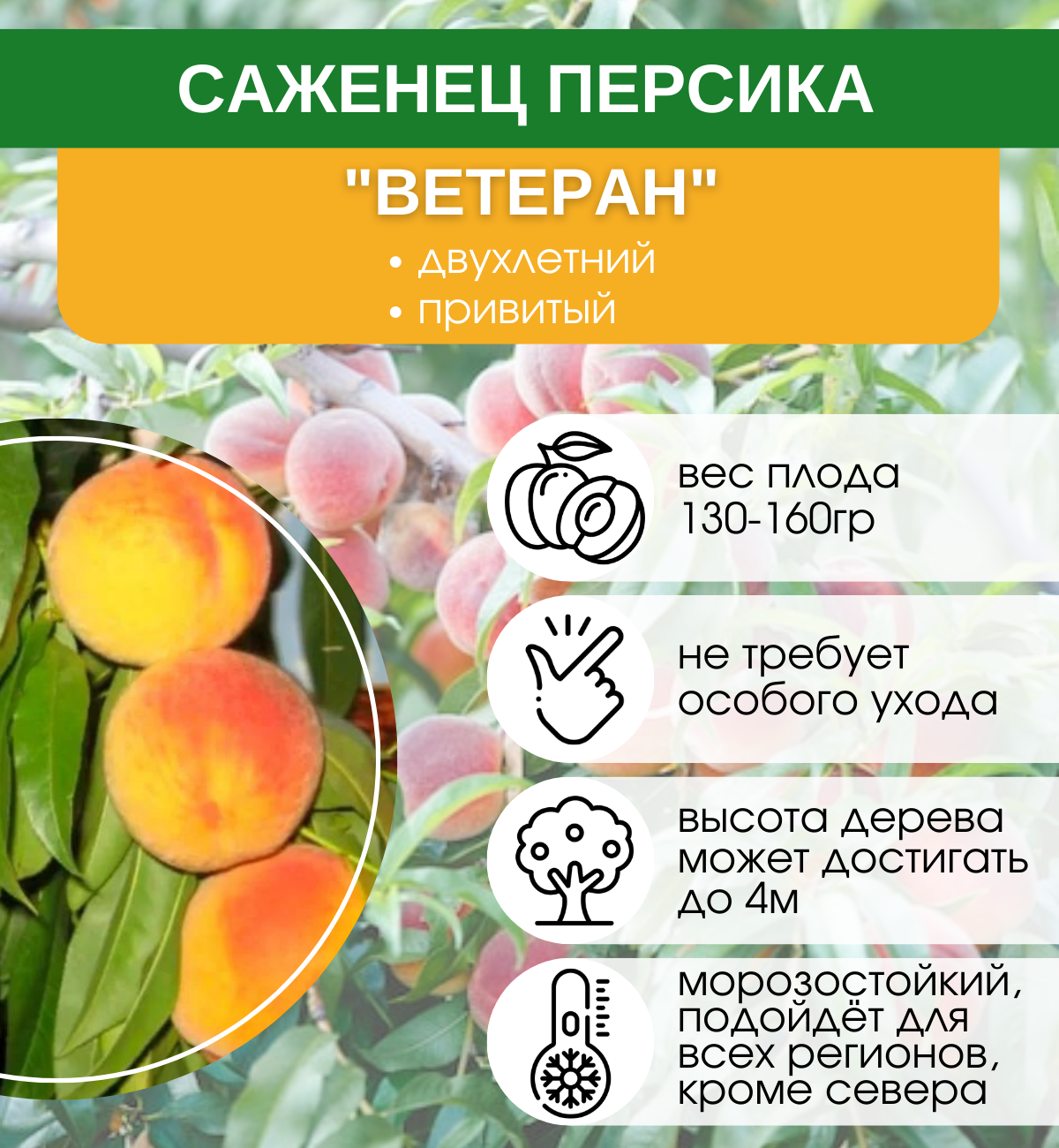 19 лучших сортов персиков: ранние, средние, поздние, самоопыляемые
