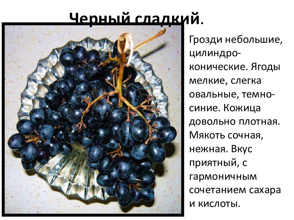 Гибридный сорт неоспоримых достоинств «восторг черный»