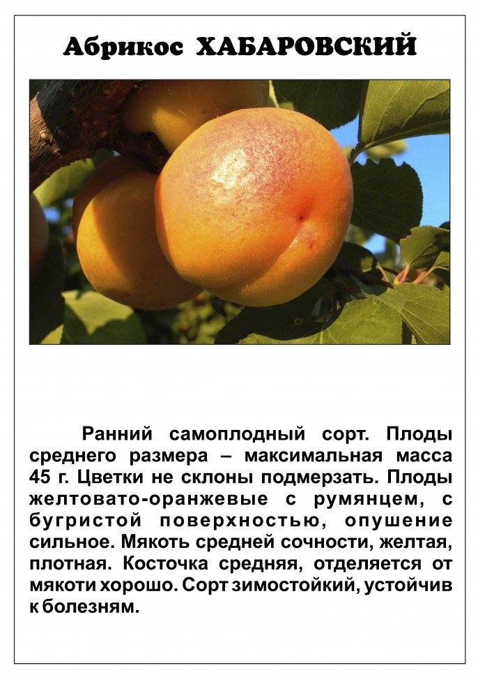 Абрикос лель: описание и характеристики сорта, посадка и уход, отзывы с фото