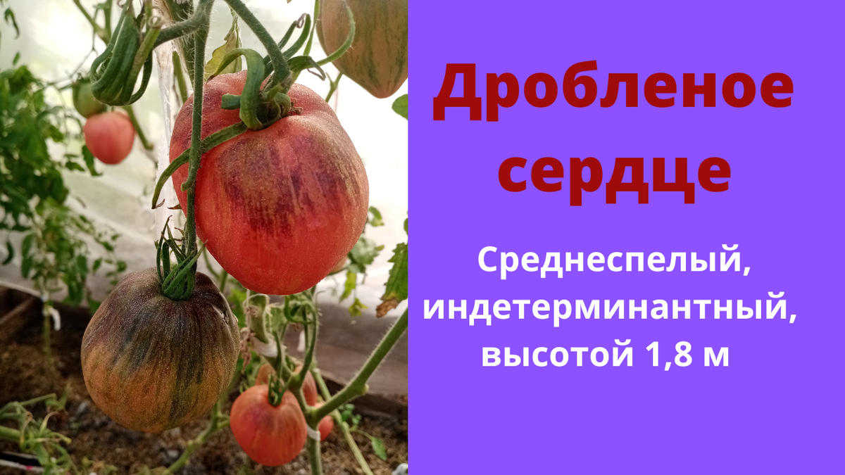 Сорт оранж – вкусный томат с яркими плодами. описание, характеристики, отзывы