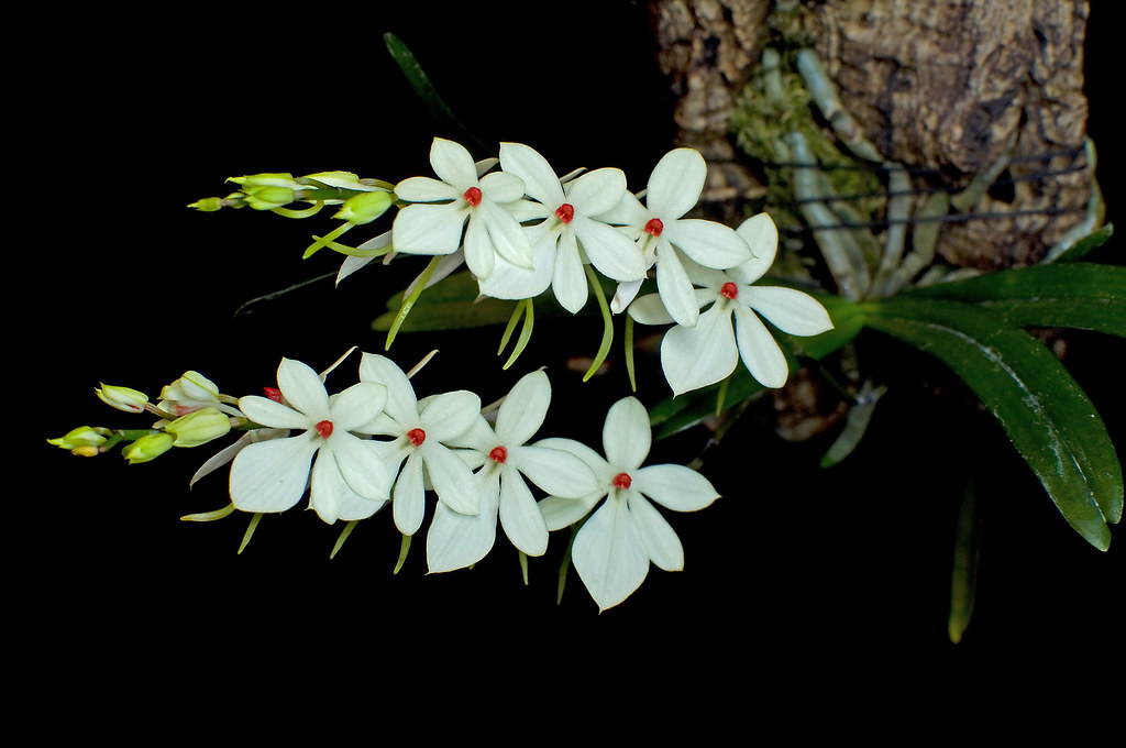 Aerangis biloba