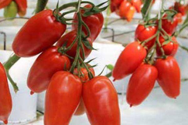 Описание томата лель, выращивание рассады и правила ухода за кустами