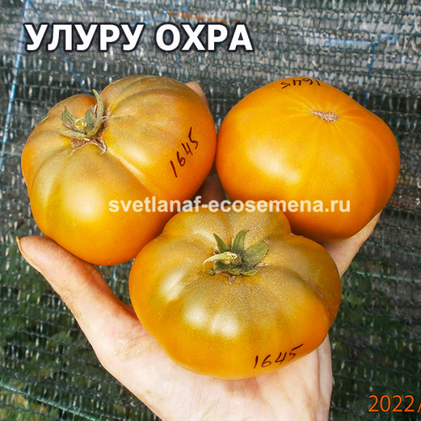 Томат улуру охра