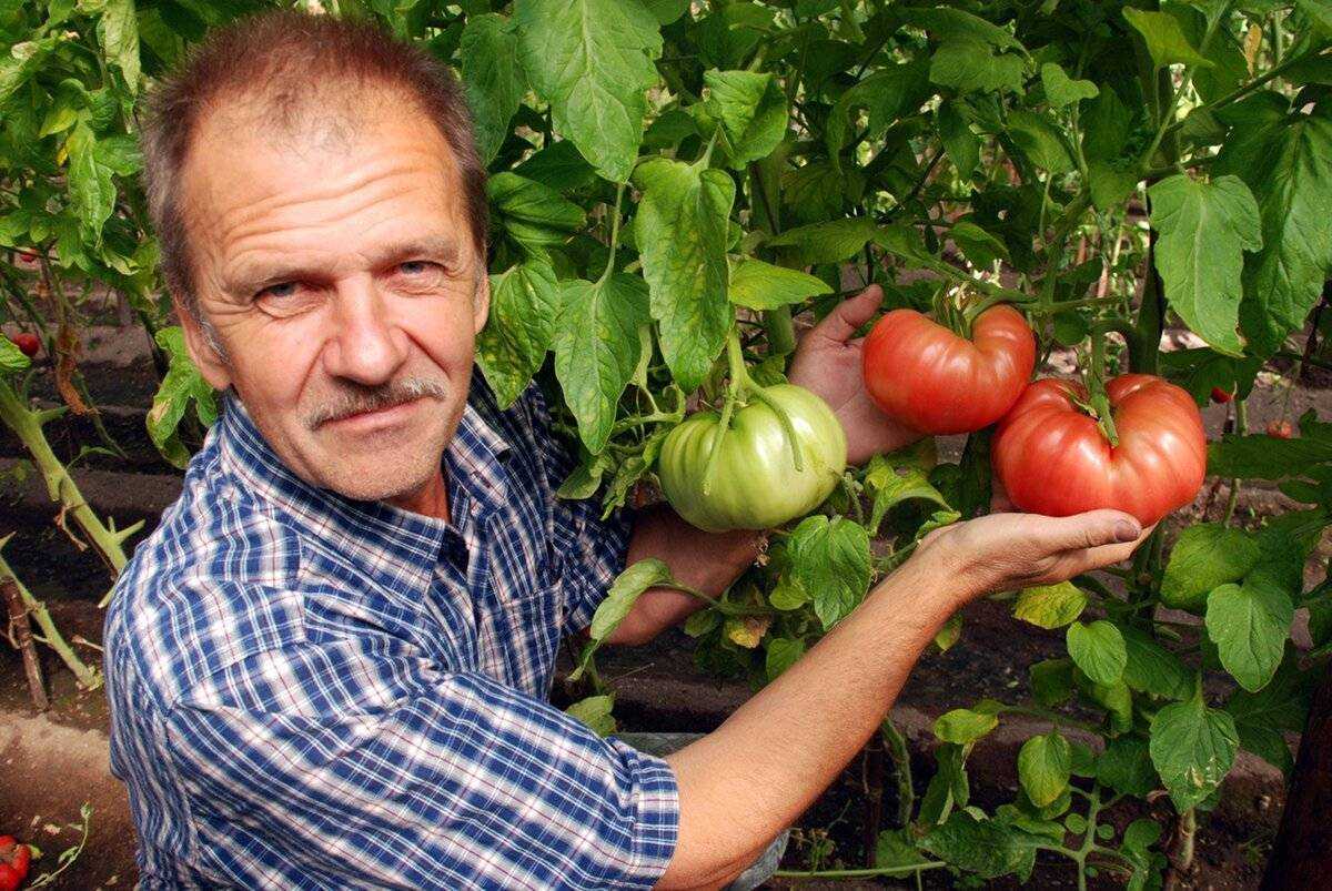 Томат чудо света — описание сорта, характеристика, урожайность, отзывы, фото