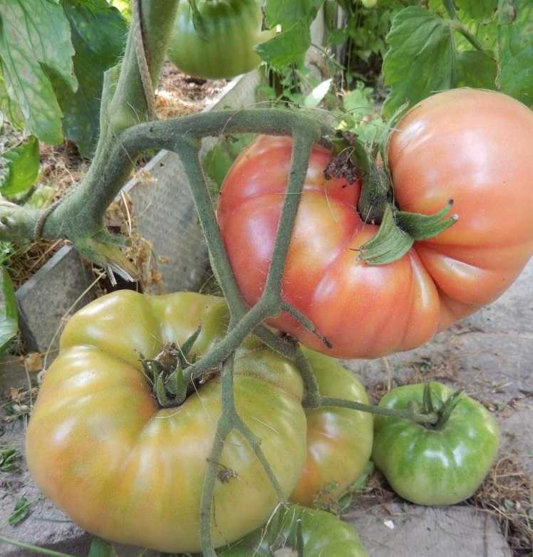 Томат «гигант новикова» с отличными вкусовыми качествами