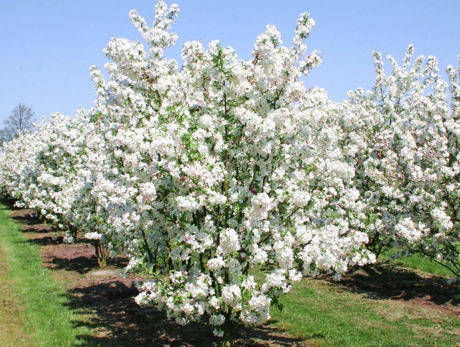 Овощи и фрукты. дикорастущая яблонька. яблоня сиверса (malus sieversii) - прародительница всех яблок на земле может скоро погибнуть