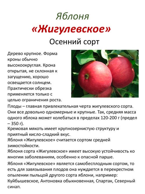 Яблоня лада