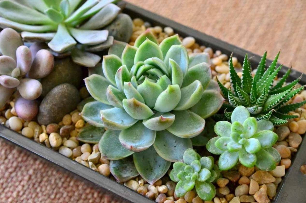 Aloe aristata (torch plant) -