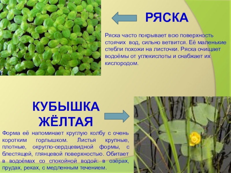 Ряска: содержание, размножение, выращивание, особенности ухода, польза и вред, разновидности