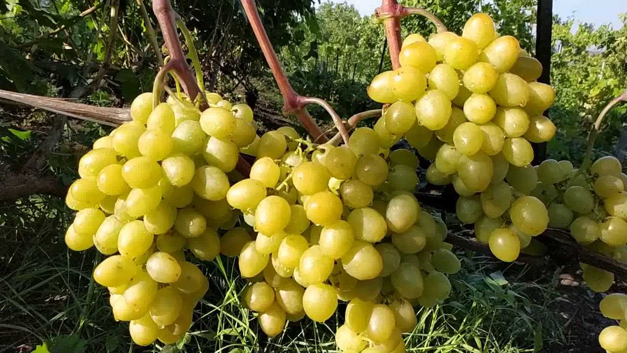 Сорт винограда айтаска. - наш виноград и это всё – о нём.