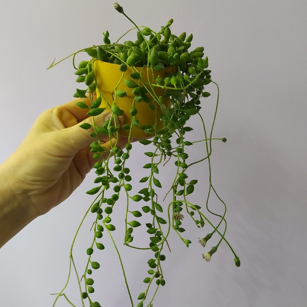 Phacelia campanularia: виды, описание, особенности выращивания и полива, фото