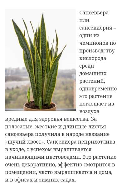 Сансевиерия цилиндрическая: выращивание и уход в домашних условиях
