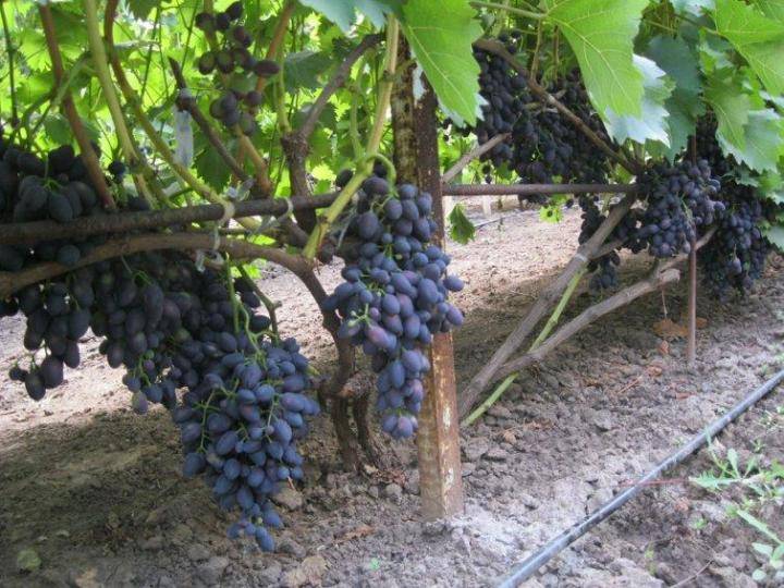 Сорта винограда голодриги: характеристики, достоинства и описание