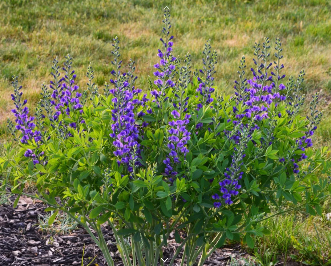 Гомеопатия баптизия тинктория (baptisia tinctoria): показания к применению
