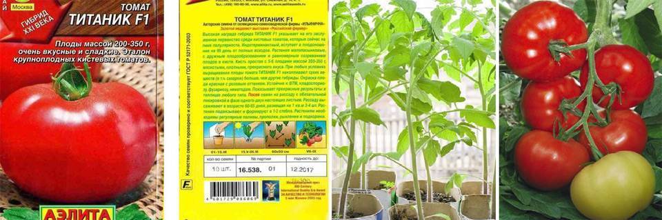 Томат кумир: характеристика и описание детерминантного сорта с фото