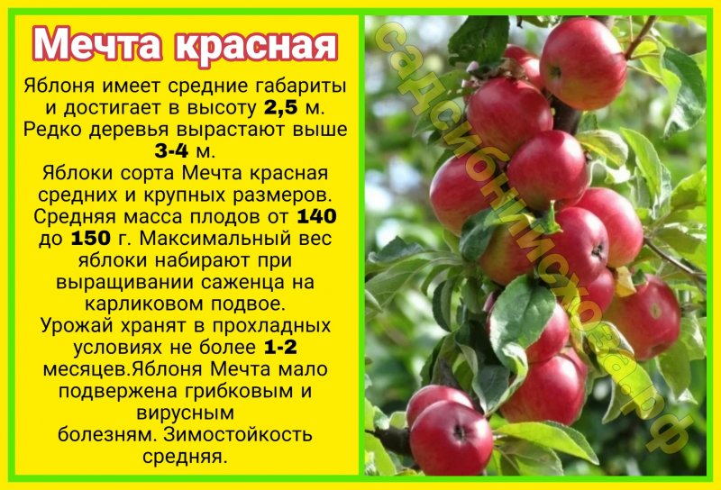 Яблоня апорт характеристика и секреты успешного выращивания