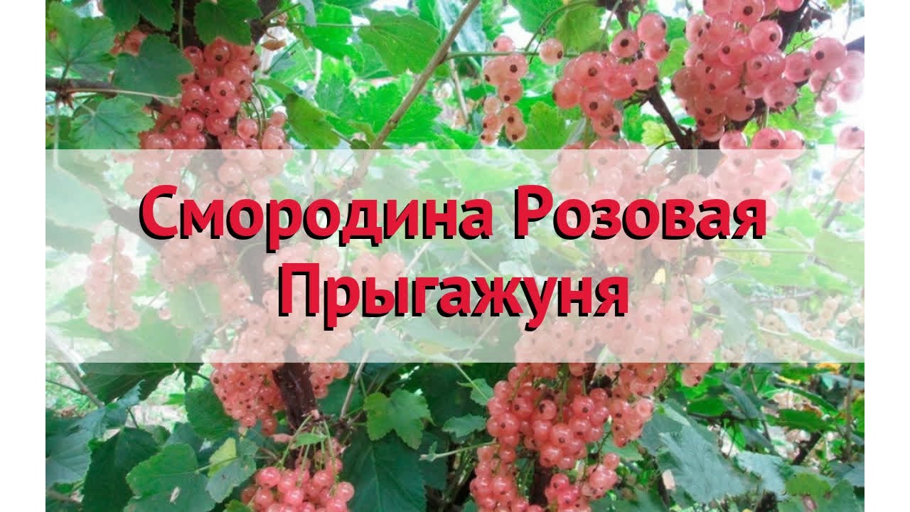 Сорта смородины красной и белой для беларуси - 2024