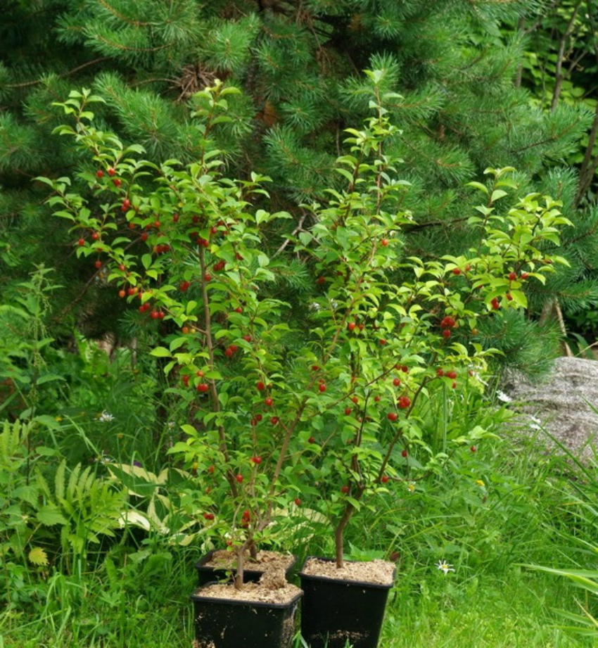 Лох узколистный elaeagnus angustifolia l., описание, фото, условия выращивания, применение