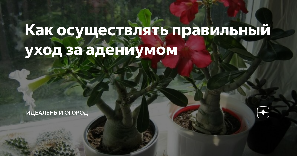 Адениум (лат. adenium) — содержание и уход в комнатных условиях