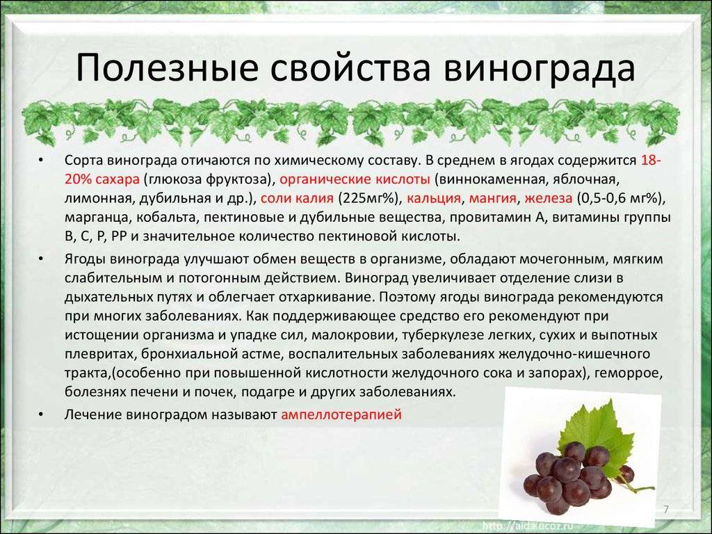Сорта черного винограда | pot flowers