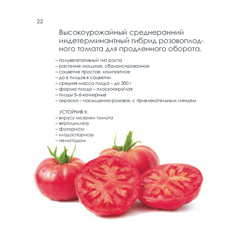 Все о томате Кунео гигантская груша с фото Отзывы тех, кто сажал Индетерминантный, среднеспелый, урожайный сорт томата для теплиц Куст мощный, высотой 1,8-2 метра Заказать семена томатов Кунео гигантская груша почтой