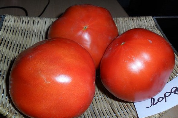 Томат лорд: описание сорта, отзывы, фото