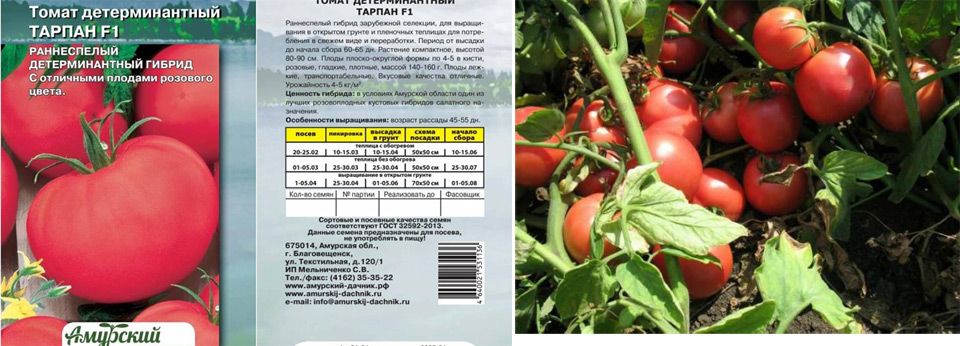 Гибридный томат «берберана»: преимущества и недостатки вида, пошаговая методика его выращивания