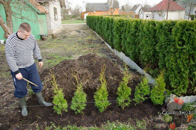 Кизильник в ландшафтном дизайне