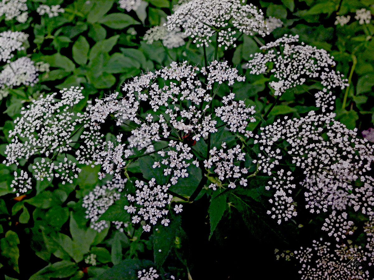 Амми зубная (ammi visnaga (l.) lam). амми: фото, описание амми большая выращивание из семян