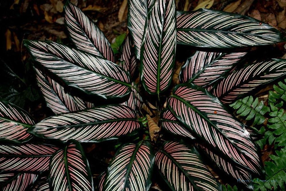 Калатея варшевича (calathea warscewiczii): фото, уход в домашних условиях, проблемы с листьями