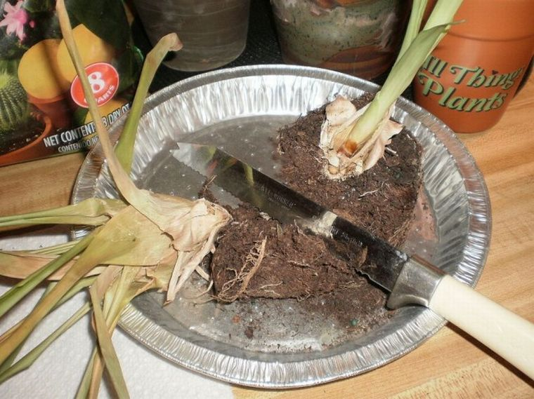 Гузмания уход в домашних условиях, виды и сорта с фото, пересадка, размножение, как поливать, выбор почвы и грунта