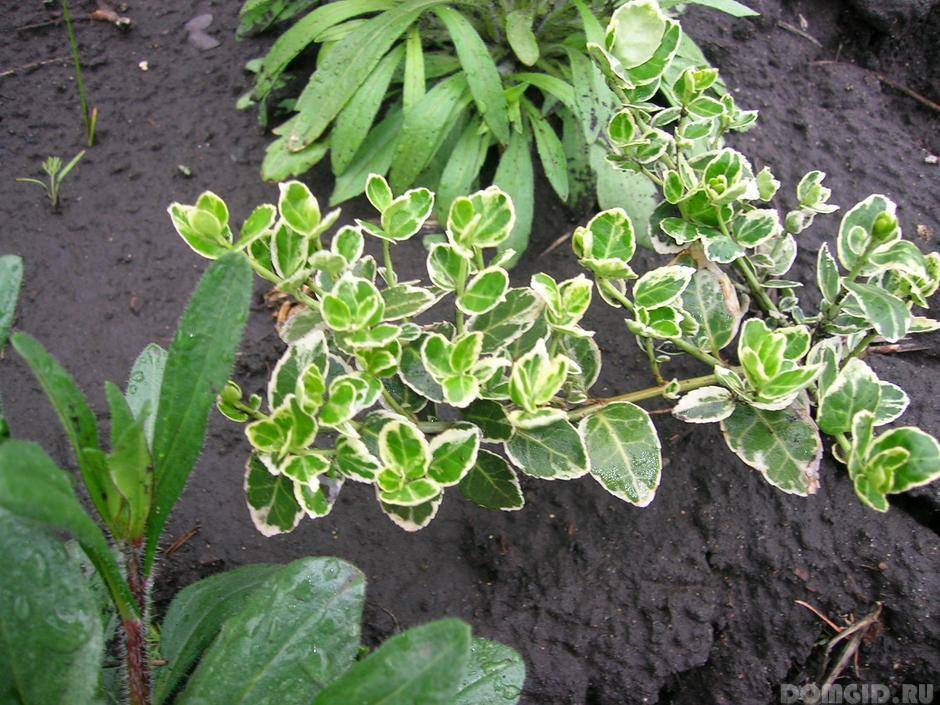 Бересклет крылатый (euonymus alatus): общая информация и популярные сорта, особенности посадки и ухода