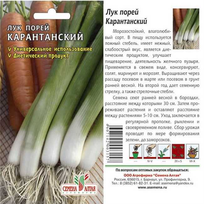 20 сортов лука-порея: для подмосковья, урала, сибири, северо-запада и средней полосы: описание, фото, отзывы
