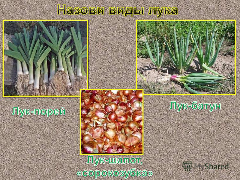 Вкуснейший сорт лука россана: описание и советы по выращиванию