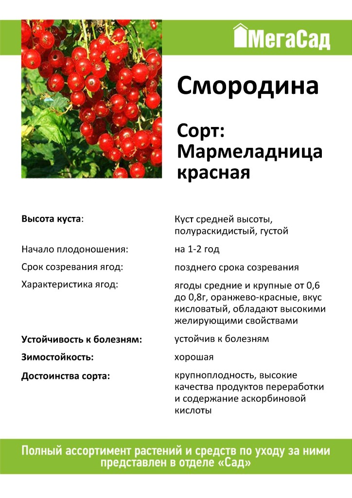 Красная смородина: лучшие сорта с описанием, как выглядят самые сладкие и крупные ягоды, какие подходят для выращивания в подмосковье и других областях