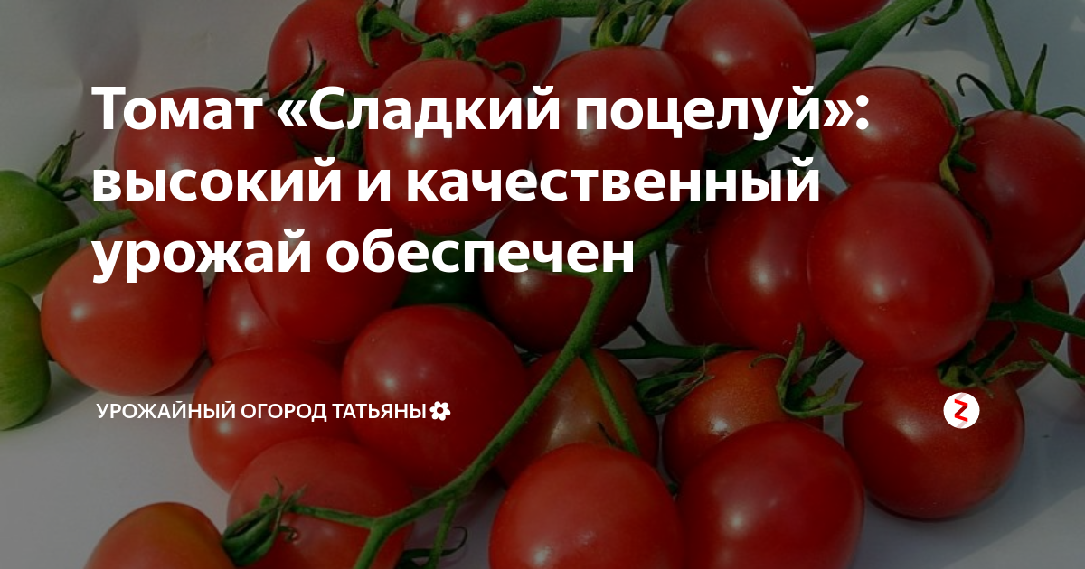Томат сердечный поцелуй: характеристика и описание сорта, урожайность с фото