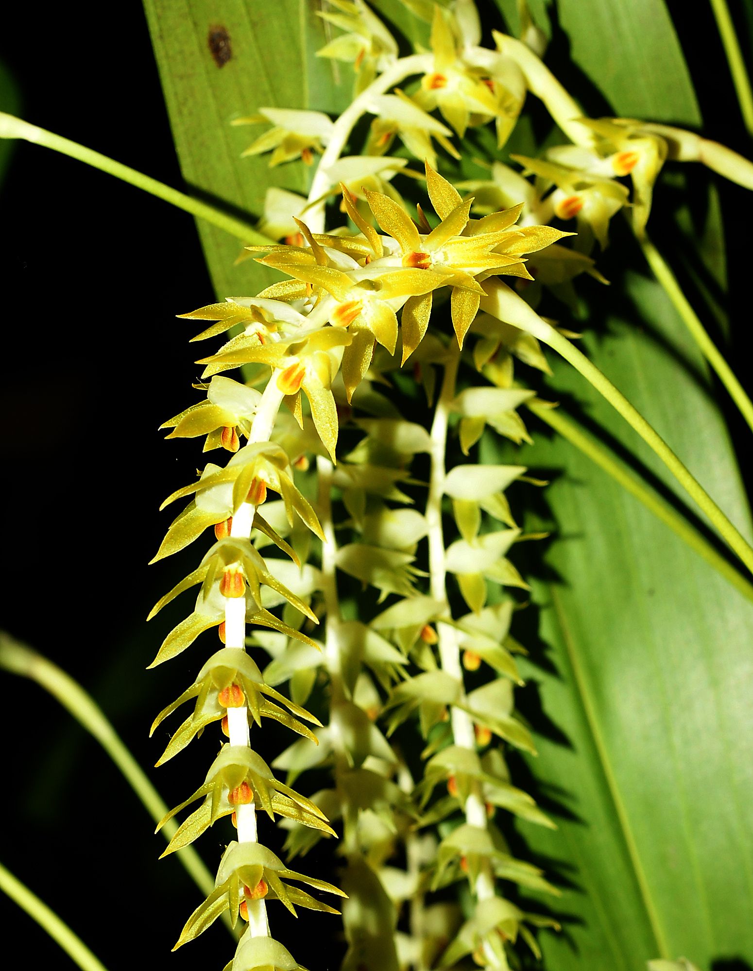 Дендрохилум - dendrochilum, размножение, посадка и уход, вредители и болезни