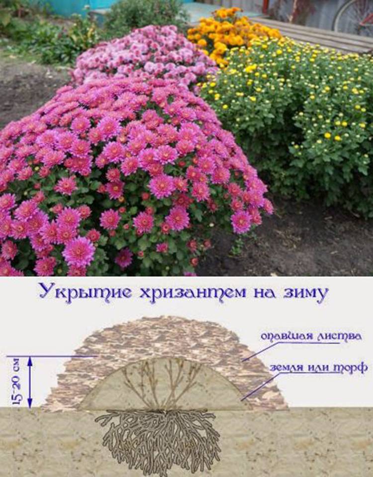 Хризантема альпийская многолетняя посадка и уход фото
