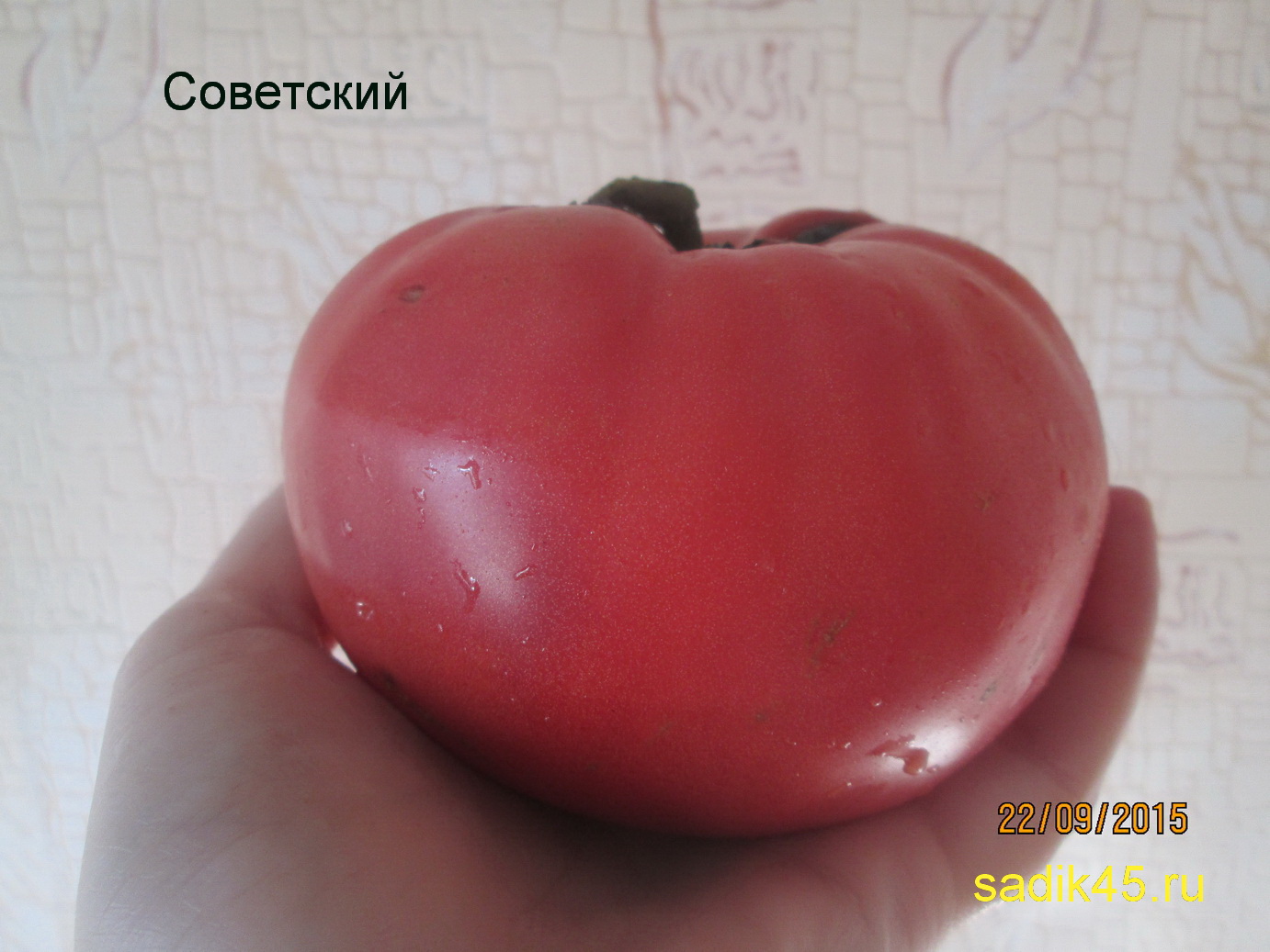 Восемь любимых сортов томатов от сибмам - огород