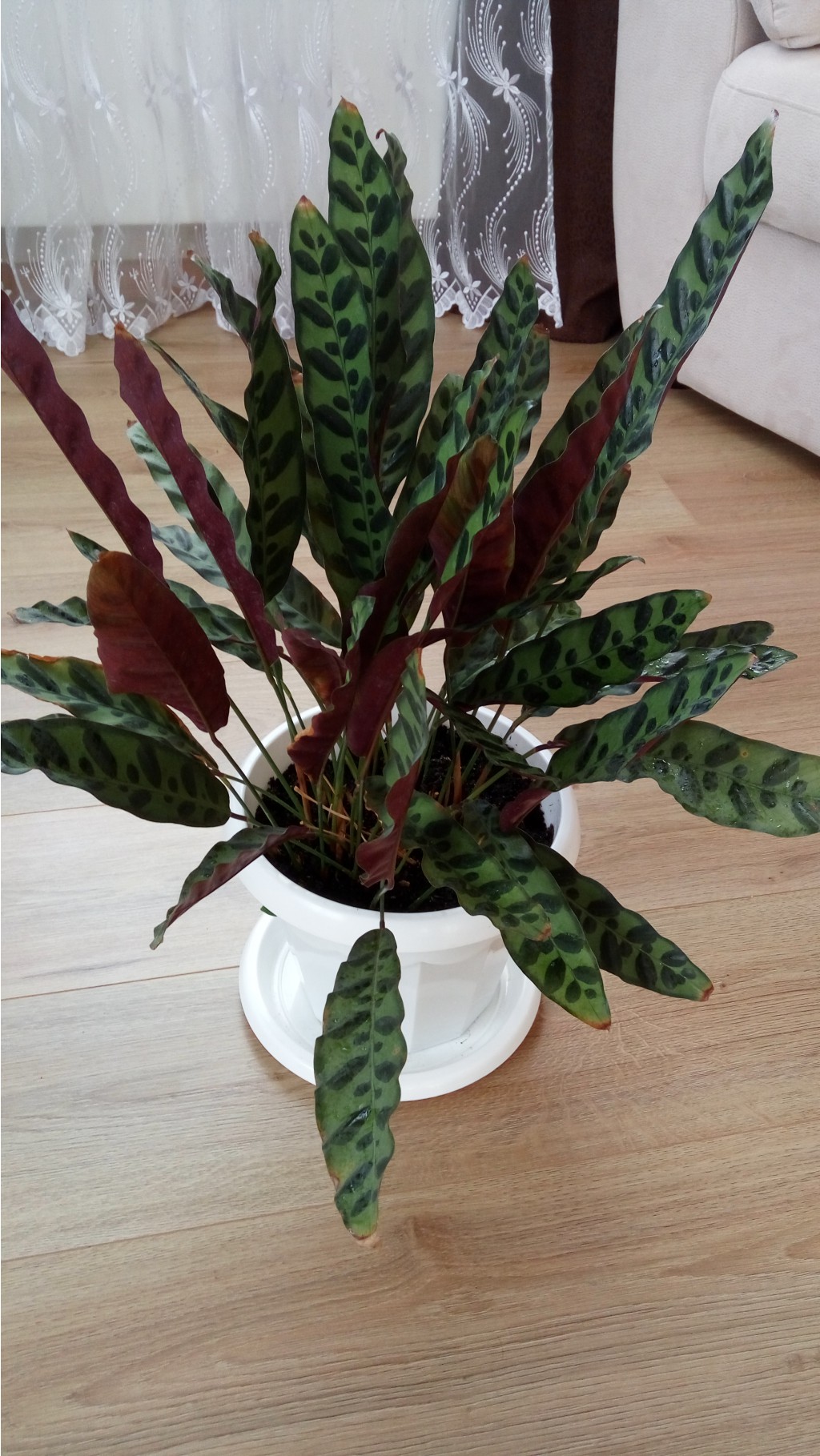 Calathea louisae- this care guide will show you how to make thai beauty thrive
