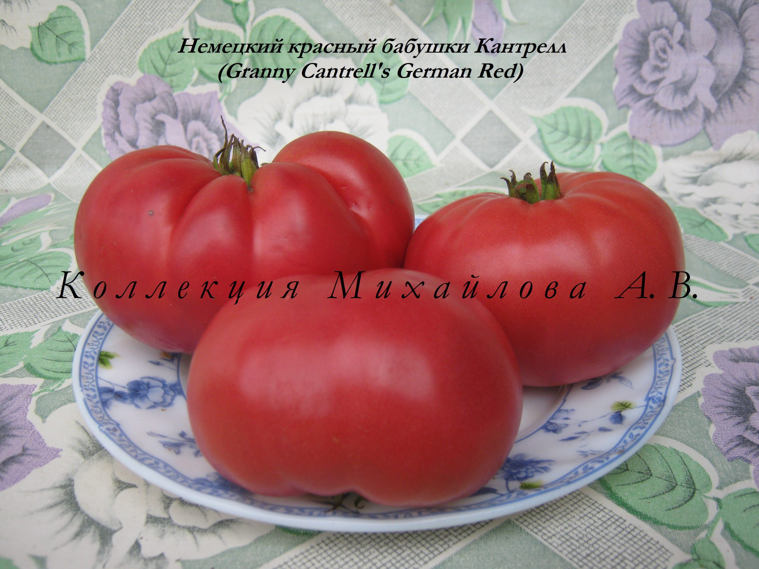 Мои любимые сорта томатов