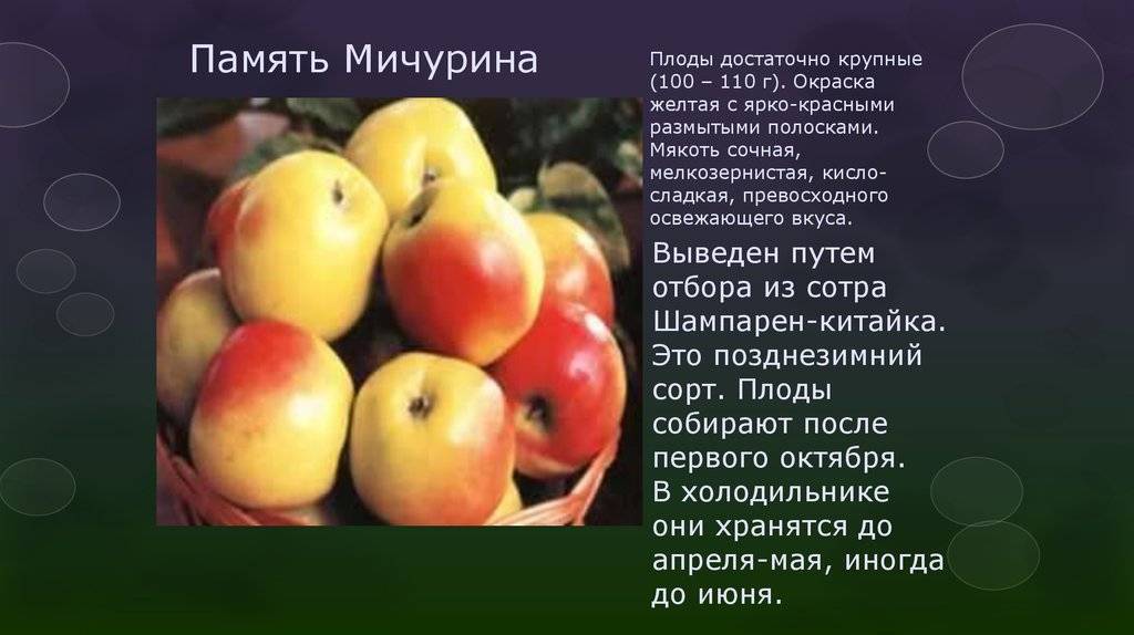 Яблоки память мичурина описание фото