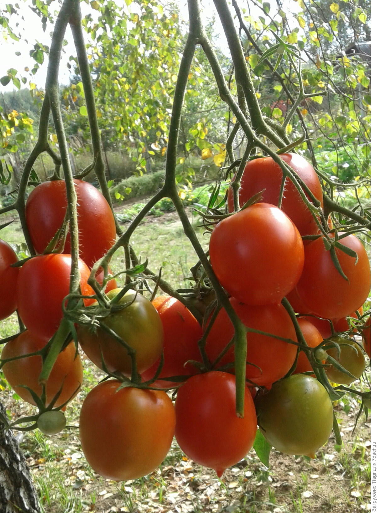 Томат крон принц: описание сорта, отзывы, фото | tomatland.ru