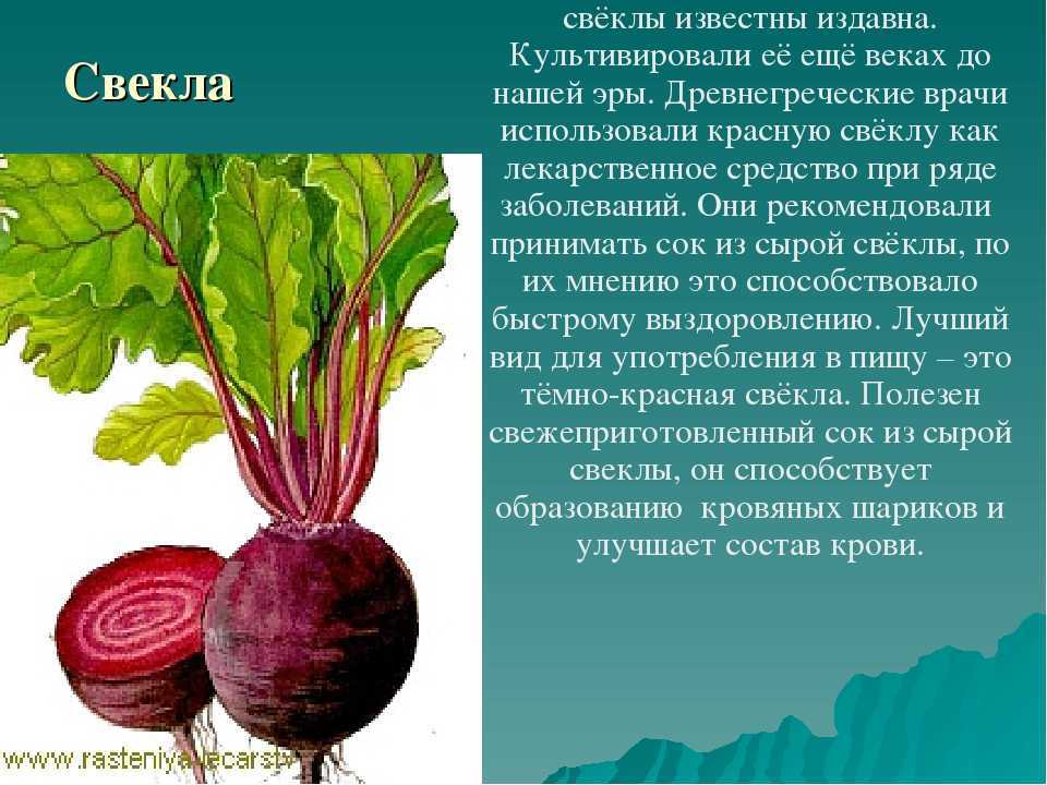 Свёкла одноростковая — описание и характеристики сорта